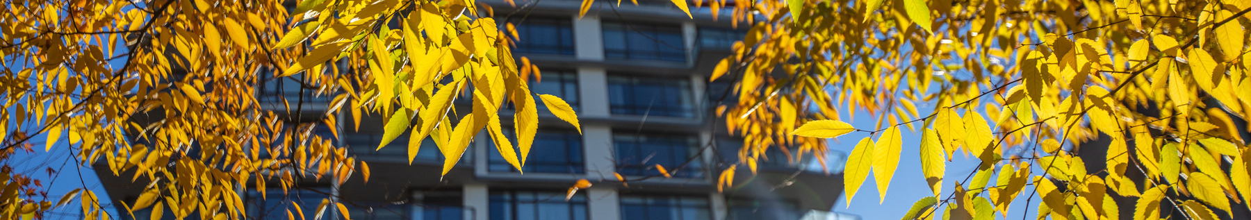 Leaves and multi family building