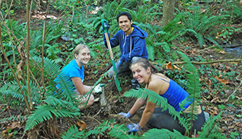 volunteers planting in the forest