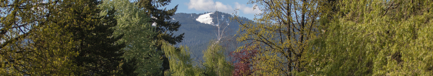 Grand Boulevard Park Trees