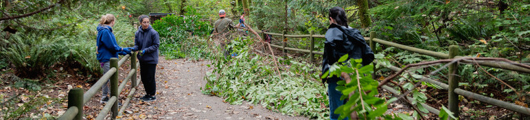 City Park Stewards removing invasive plants