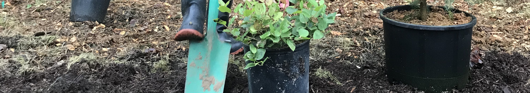 Community Planting event