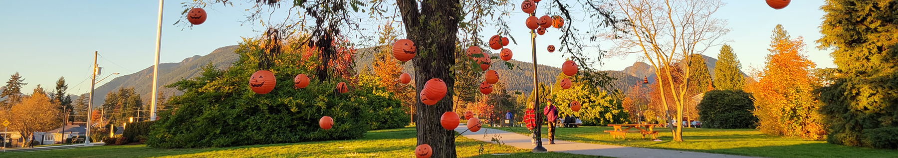 pumpkins hanging in tree