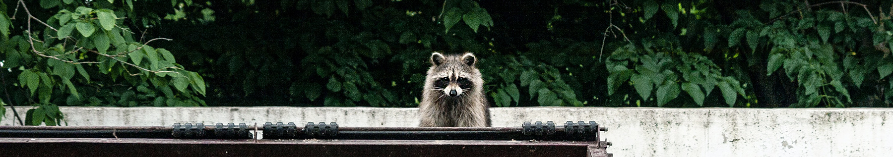 Raccoon on wall