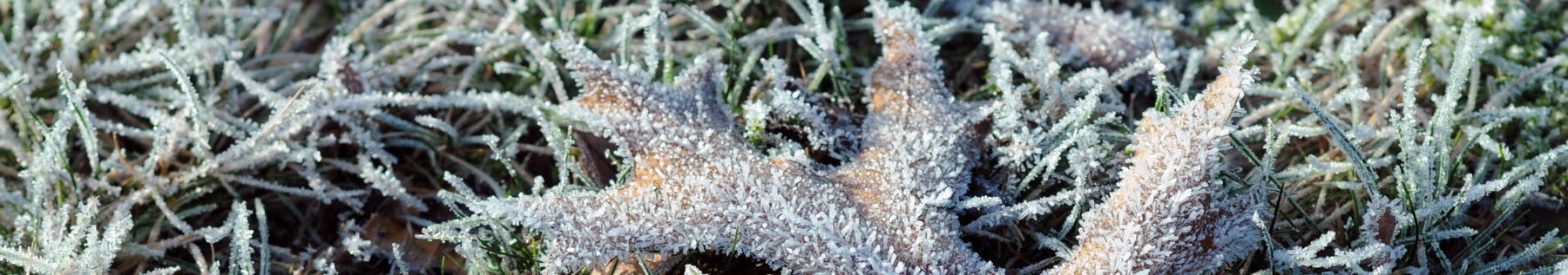 frost on the ground