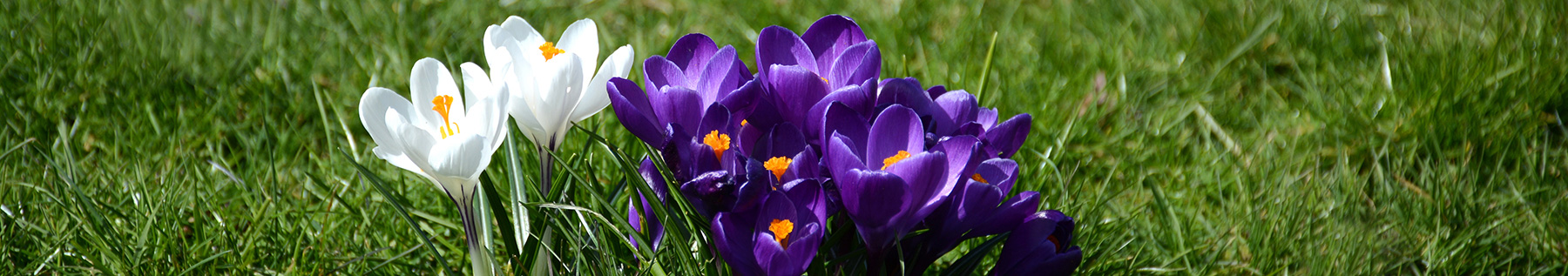 crocuses blooming
