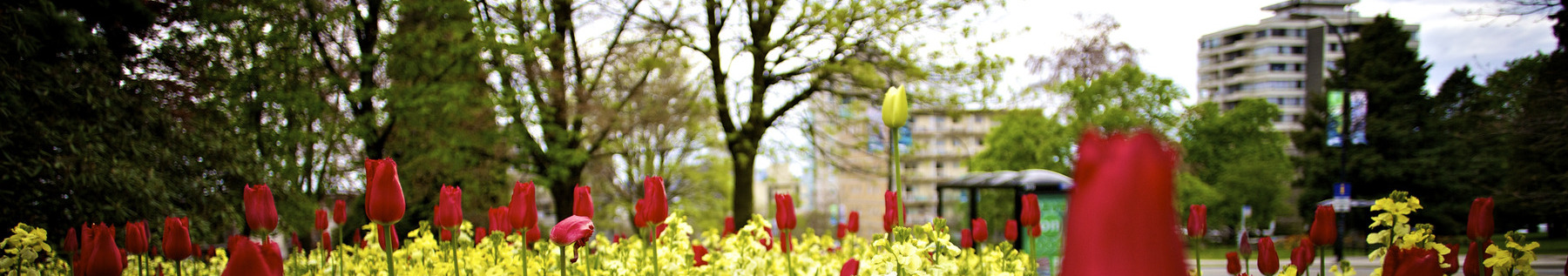 tulips and highrise