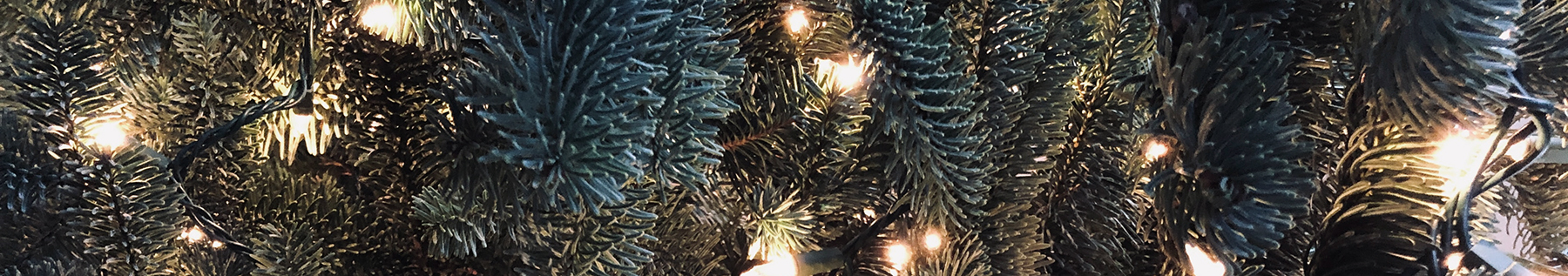 lights on a tree