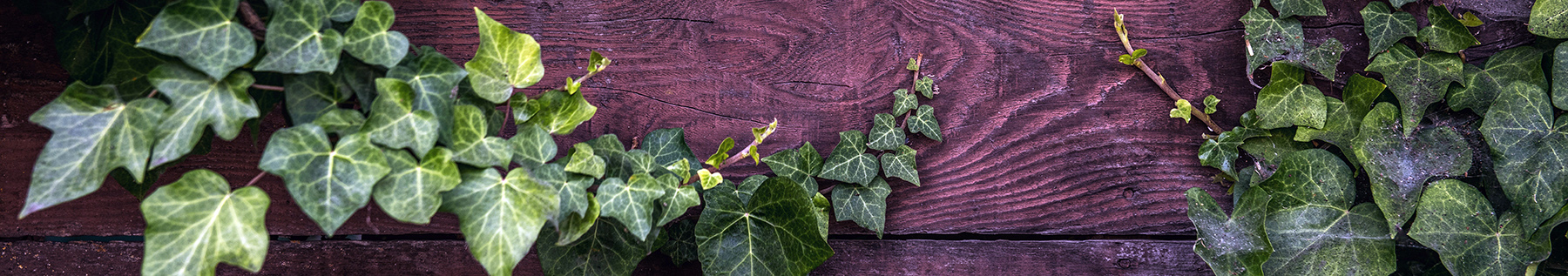 invasive plant - English Ivy