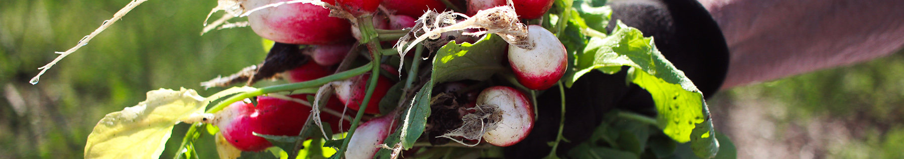 radishes fresh from garden