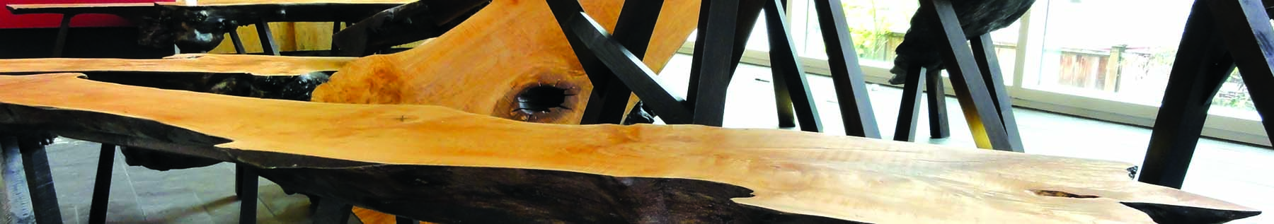 Fallen Tree New Beginnings - Brent Comber art