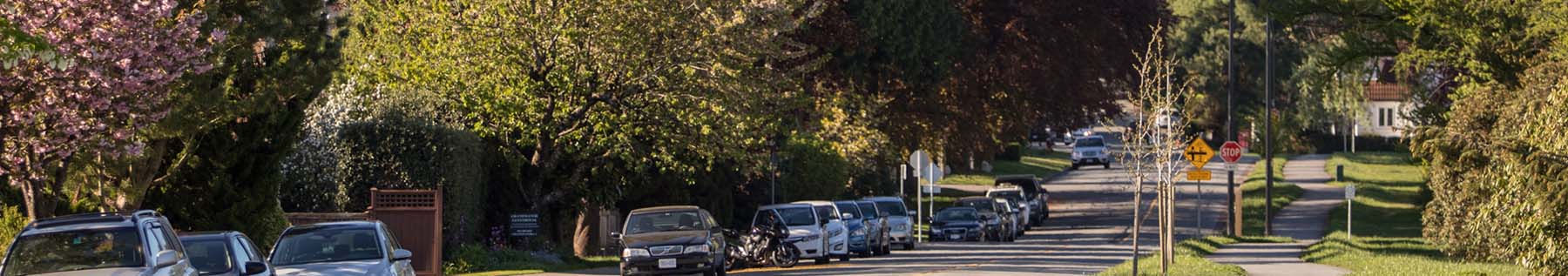 trees lining street