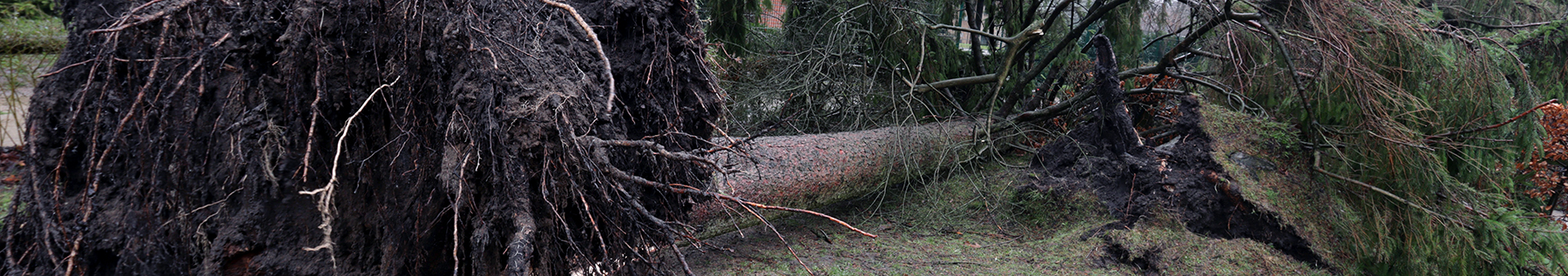 tree fallen in windstorm