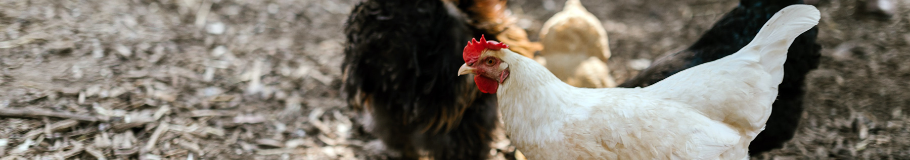 Curated visual reference: Visual Reference: Urban Chicken Keeping