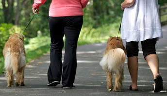 people walking dogs in park on leash