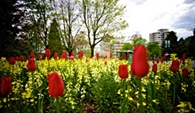 garden of blooming tulips