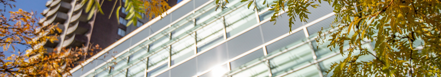 Image of tree leaves in front of building windows