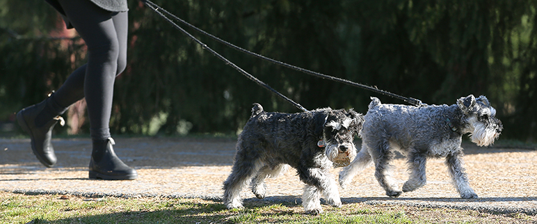 licenced dogs on leash