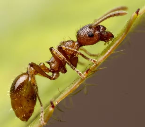European Fire Ant