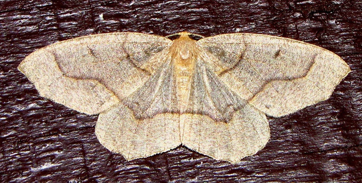 Hemlock Looper Moth