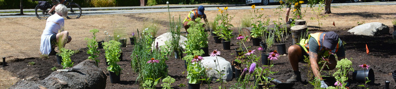Planting pollinator garden