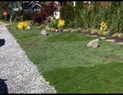 Plant Creeping Thyme as a lawn alternative