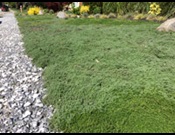 Plant Creeping Thyme as a lawn alternative