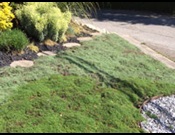Plant Creeping Thyme as a lawn alternative
