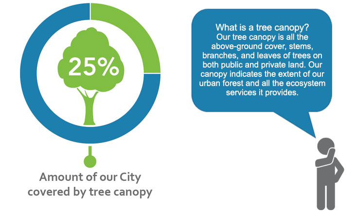tree canopy diagram
