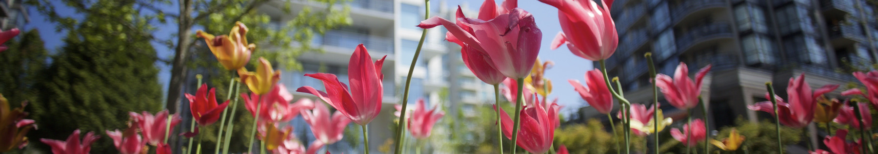 Tulips in Jack Loucks Court 