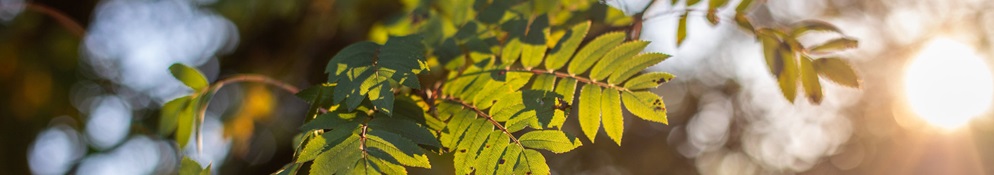 Leaves