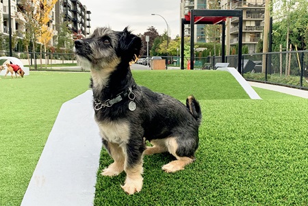 A small black dog with tan markings sits on a patch of green turf, looking upward. The background includes another dog, a shade structure, a fence, buildings and parked cars, indicating a street that has been turned into a dog plaza.