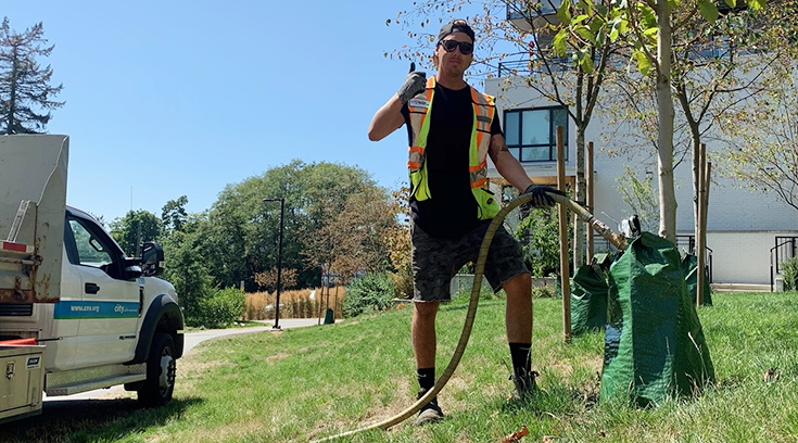 City staff person watering a street tree bag