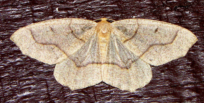 Hemlock Looper Moth